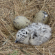 Recently hatched gull chick and eggs (Image: Mary Stoddard)